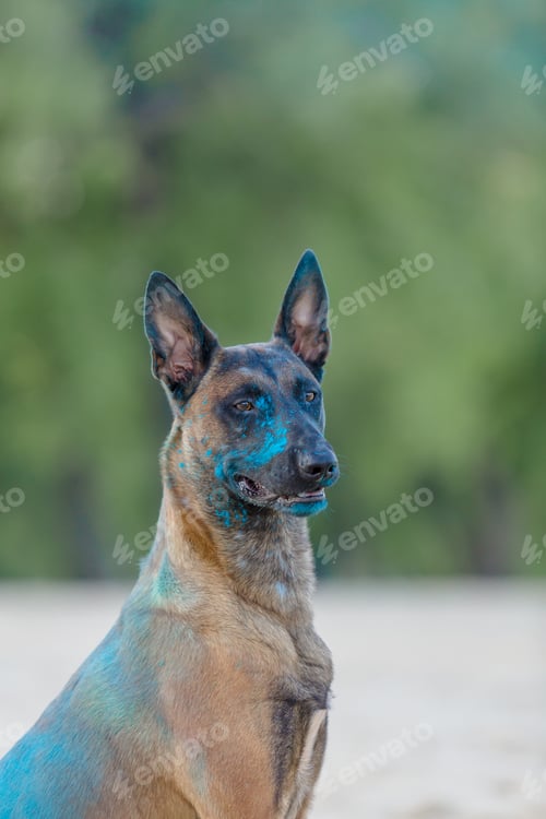 Preview: Belgian Shepherd dog playing on the beach with holi colors. Holi festival. Dog holi photo. Malinois