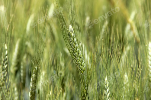 Preview: Wheat