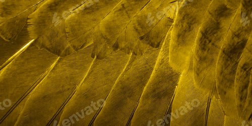 Preview: gold feather pigeon macro photo. texture or background