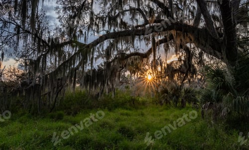 Preview: Sunrise Through an Oak Tree