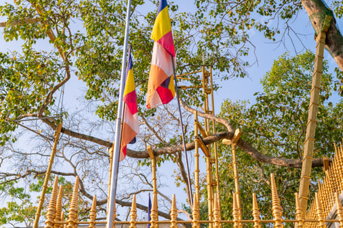 Preview: Jaya Sri Maha Bhodi tree is a sacred fig tree in the Mahamewna garden. Planted in 288 BC.