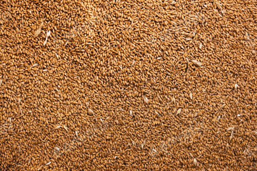 Preview: Pile of wheat grains as background, closeup view