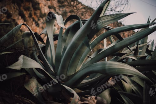 Preview: Huge green plants near hills