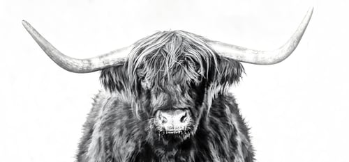 Preview: Grayscale shot of a Highland cattle isolated on the white background