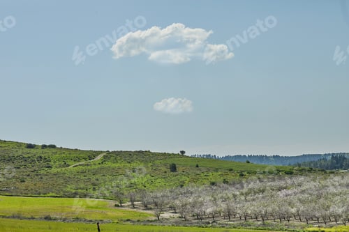 Preview: Gardens with flowering almond trees in early spring in Israel