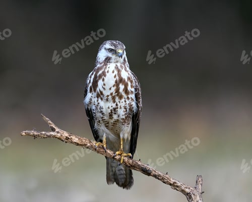 Preview: Common buzzard (Buteo buteo)