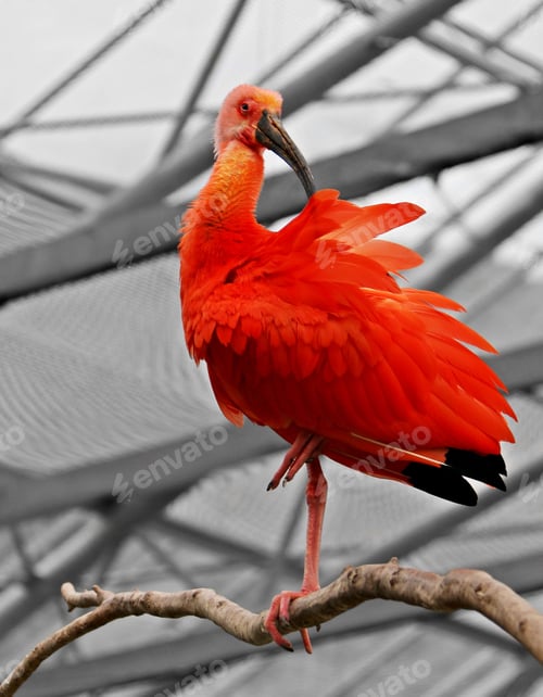 Preview: Scarlet ibis bird posing for a photography