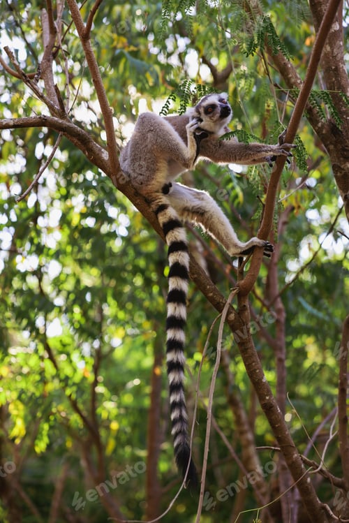 Preview: Lemur Catta climbing a tree in Madagascar during the daylight hours in a lush forest environment