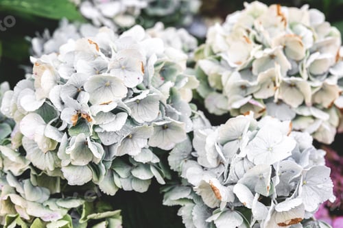 Preview: Close-up, white flowers on a bush, natural background.