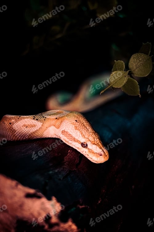 Preview: Vertical shot of a creepy huge snake crawling on woods under led lights with a dark background