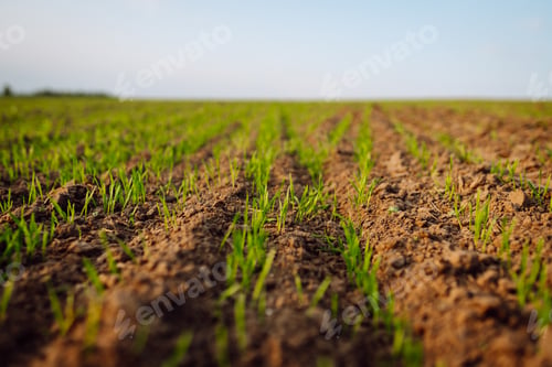 Preview: Young seedlings growing on a field in black soil in the sunset light. Agriculture.