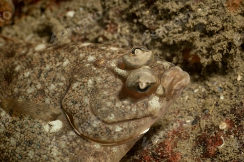 Preview: Underwater picture of a camouflaged rock fish in Pacific Ocean