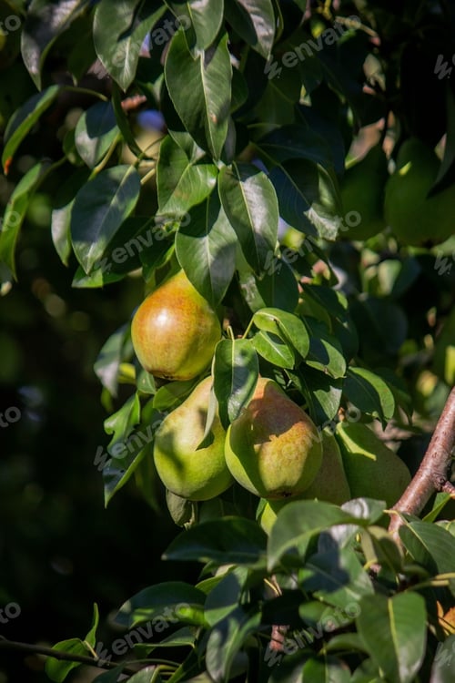 Preview: Branch of ripe organic cultivar of pears close-up in the summer garden