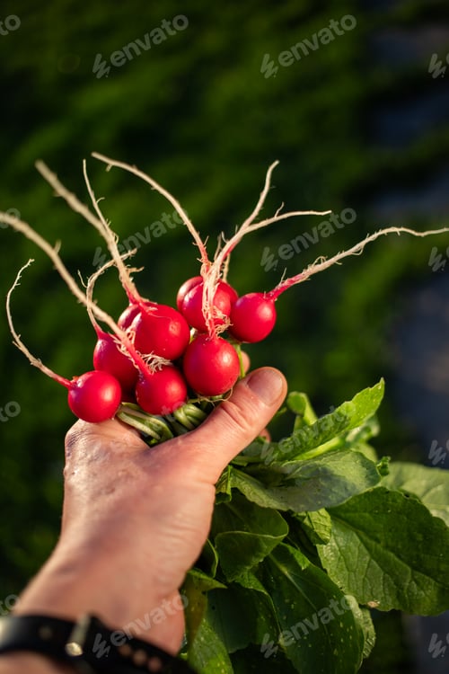 Preview: organic red radishes freshly collected from garden
