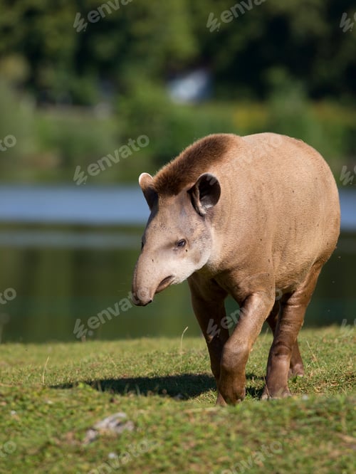 Preview: Tapir in a clearing