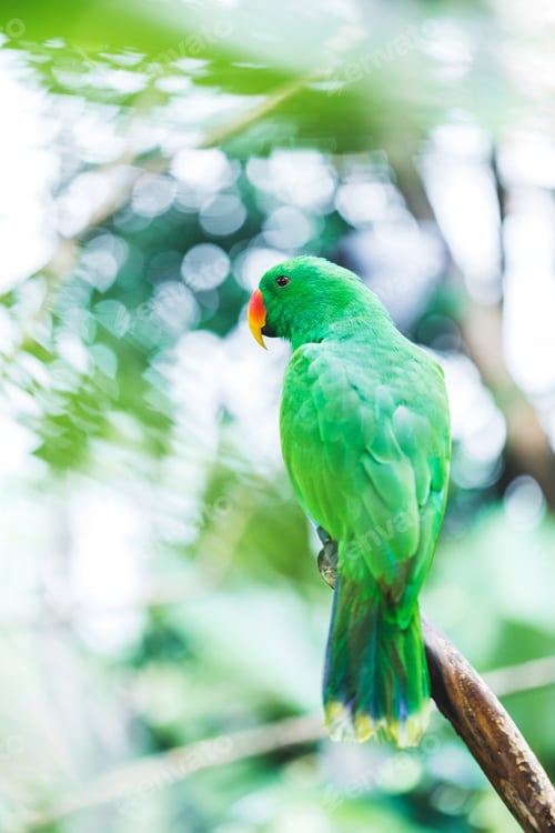 Preview: Female Solomon Island Eclectus green Parrot ( Eclectus roratus solomonensis) cose up