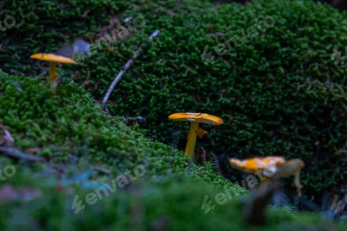 Preview: Mushroom in the forest