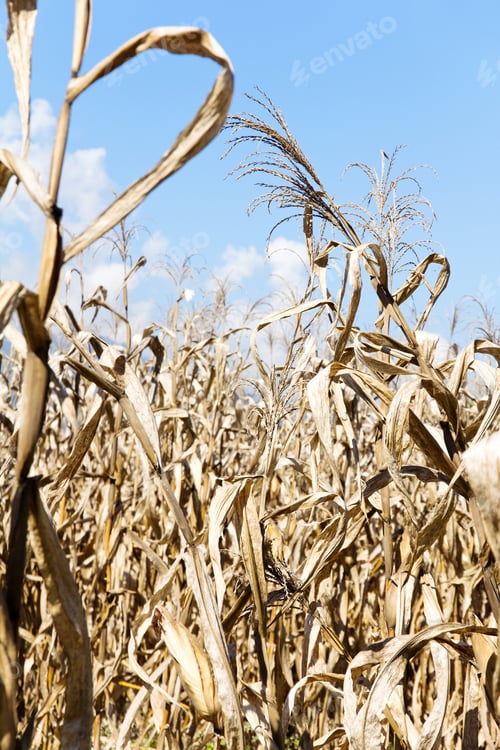 Preview: Dry season in a corn field.