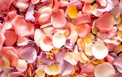 Preview: Abstract Rose Petals Background in Pastel Colors