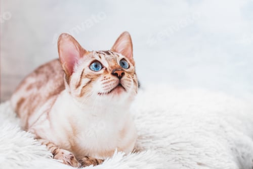 Preview: Portrait of silver tabby Bengal cat with beautiful blue eyes on white soft plaid.