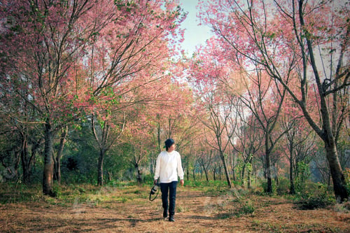 Preview: Pink blossom season