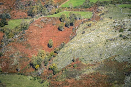 Preview: Limestone rock rises to the surface next to ground covered with reddish ferns