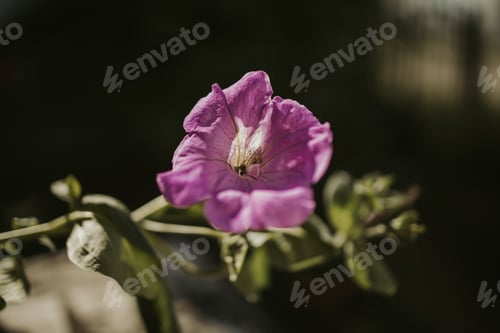 Preview: Closeup shot of a blooming pink petunia flower