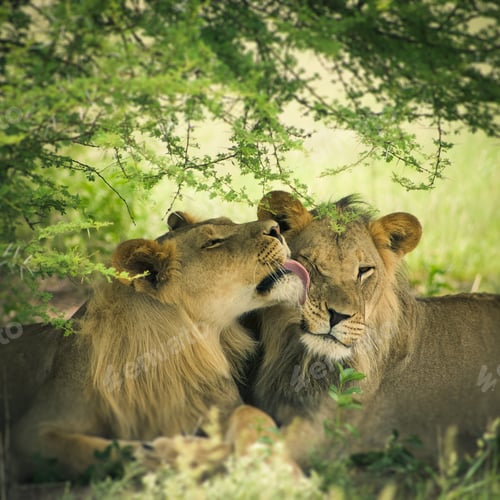 Preview: Loving pair of lion and lioness