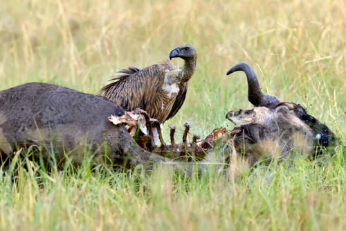 Preview: Vulture feeding on a kill wildebeest. Masai Mara National Park, Kenya