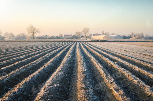 Preview: Winter field rows. Landscape