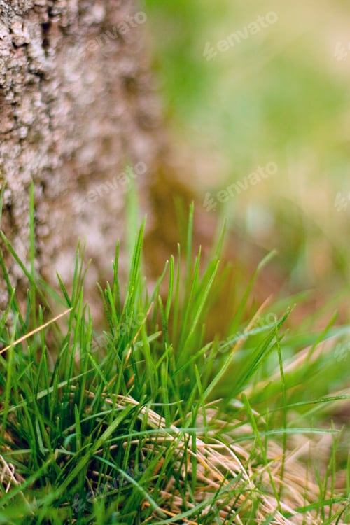 Preview: tree bark and grass