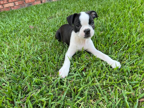 Preview: Boston Terrier