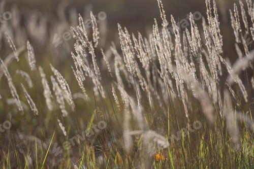 Preview: Ripe spikelets in wheat field