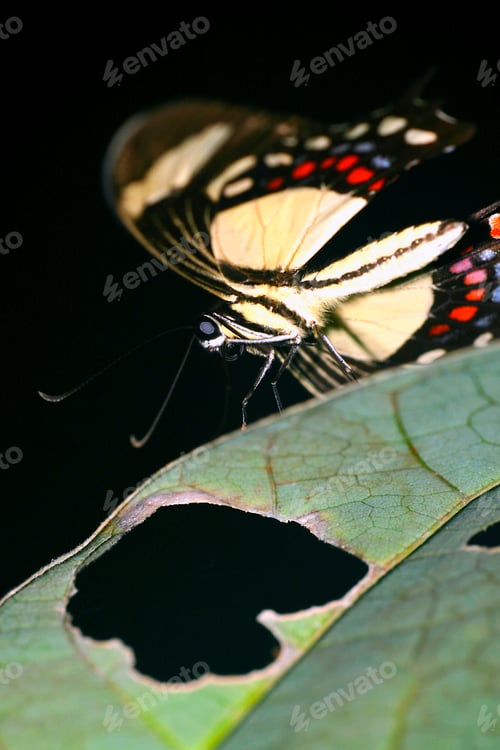 Preview: Tropical Butterfly, Amazonia, Ecuador