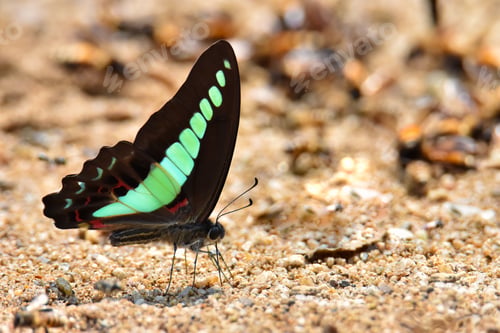 Preview: Blue Triangle butterfly or Common Bluebottle butterfly is sucking food from wet ground
