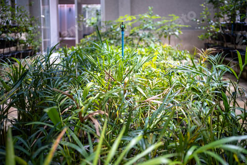 Preview: Thai plant nursery for growing palm seedlings in pots, shrubs, ornamental plants