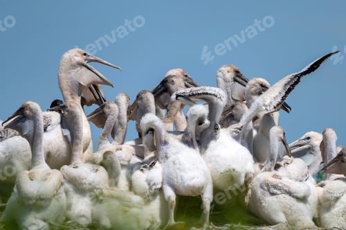 Preview: Nestlings of Dalmatian pelican or Pelecanus crispus