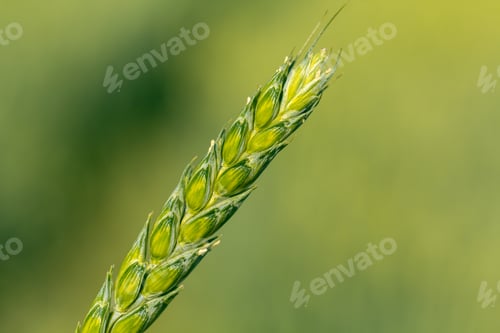 Preview: Green wheat in the hands of an agronomist