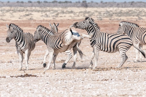 Preview: Burchells zebra stallion kicking with both hind legs during fight
