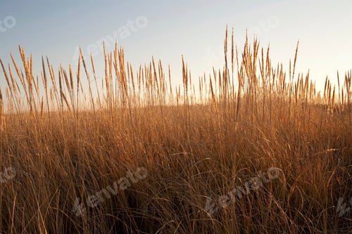 Preview: Golden hour over a tranquil wheat field.