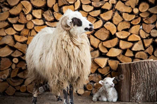 Preview: Small newborn lamb and ewe.