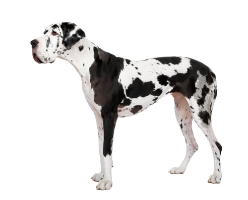 Preview: Great Dane (4 years old)