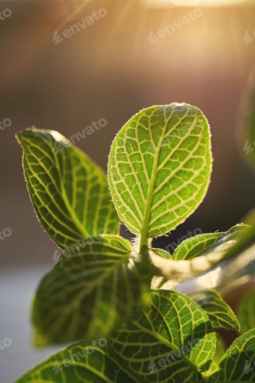 Preview: Close-up of a beautiful textured fittonia leaf.