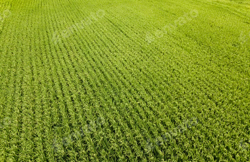 Preview: Paddy rice terraces, green agricultural fields in countryside of mountain hills valley, Vietnam.