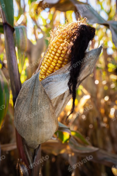 Preview: Yellow corn in agricultural field against autumn sun