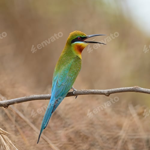 Preview: Blue-tailed Bee-eater