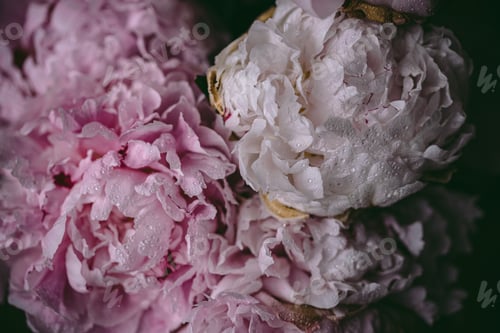 Preview: Pink macro close up peony flowers. Summer spring flowers. Water drops on petals. Beautiful bouquet