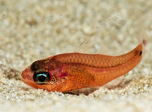 Preview: Orange cardinal fish