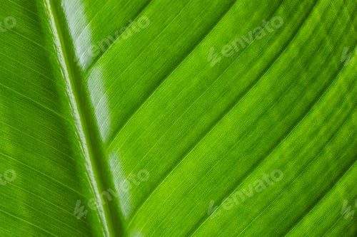 Preview: Fresh green plant leave texture pattern