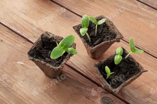 Preview: Organic pots with cucumbers seedlings